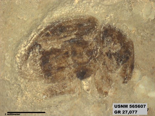 Insecta