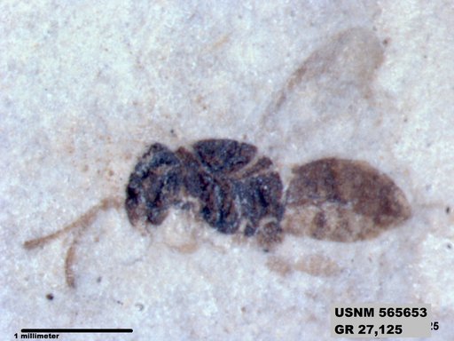 Insecta