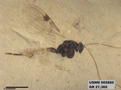 Ichneumonidae