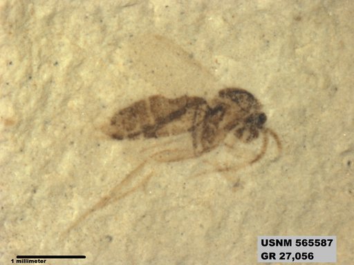 Insecta
