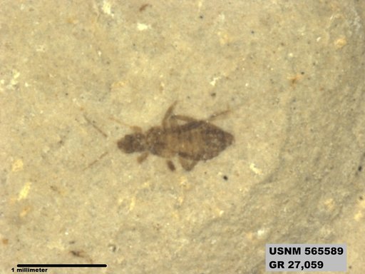 Insecta