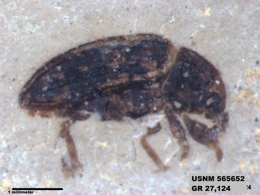 Insecta