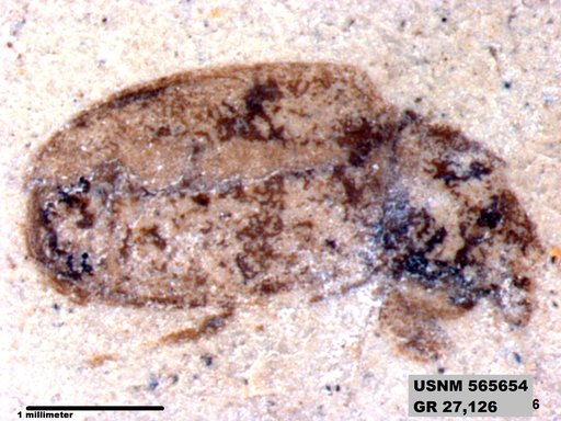 Insecta