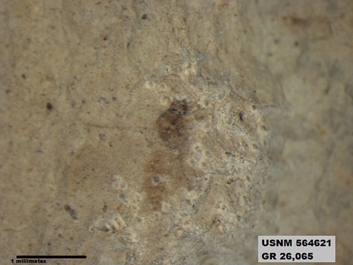 Insecta