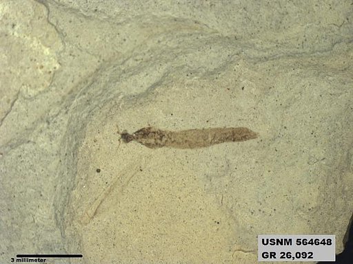Genus sp