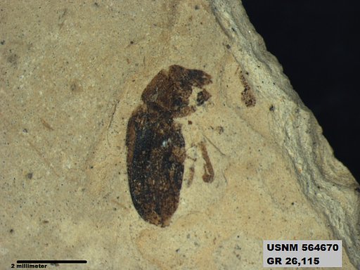 Insecta