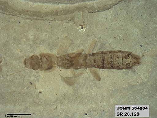 Genus sp