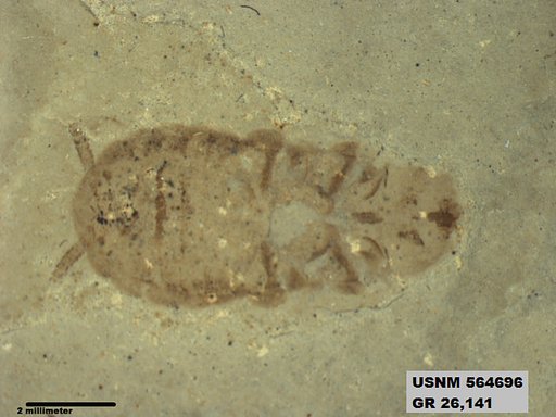 Genus sp