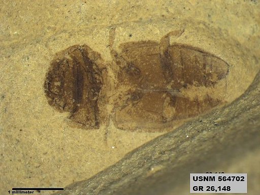 Insecta