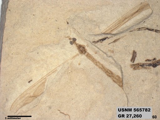 Insecta