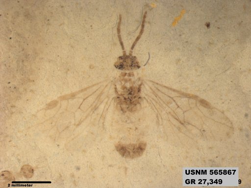 Insecta