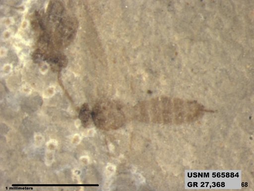 Insecta