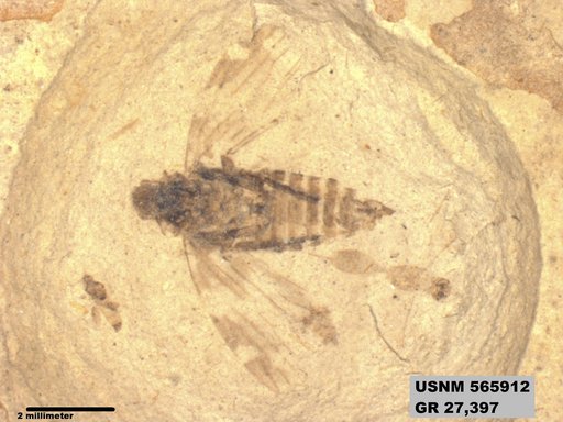 Genus sp