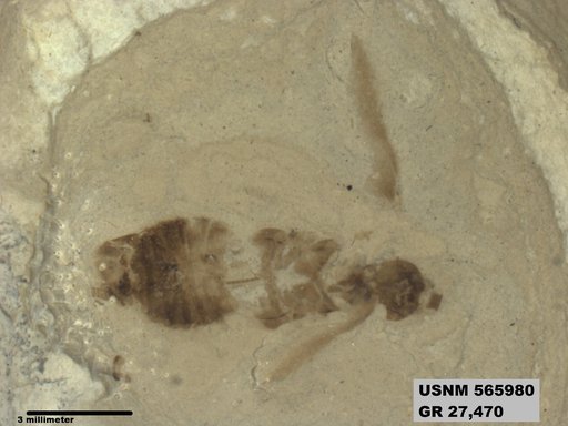 Genus sp