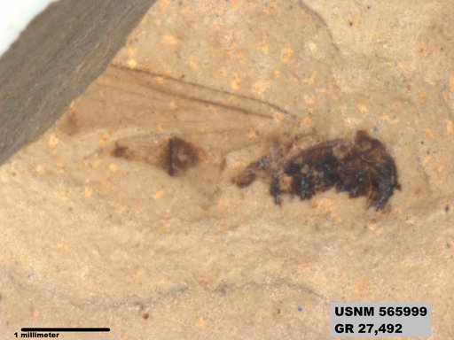 Genus sp