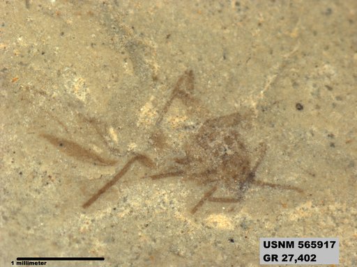 Genus sp