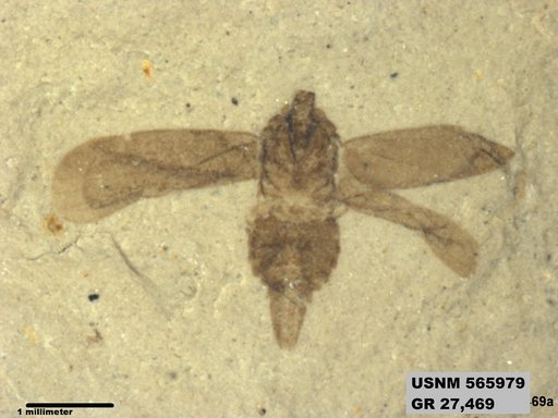 Genus sp