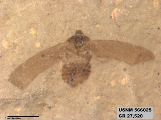 Genus sp