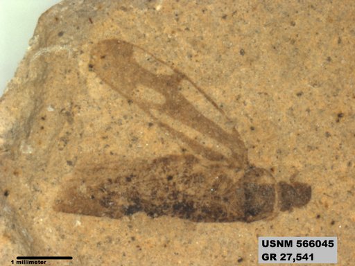 Genus sp