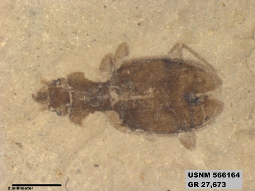 Insecta