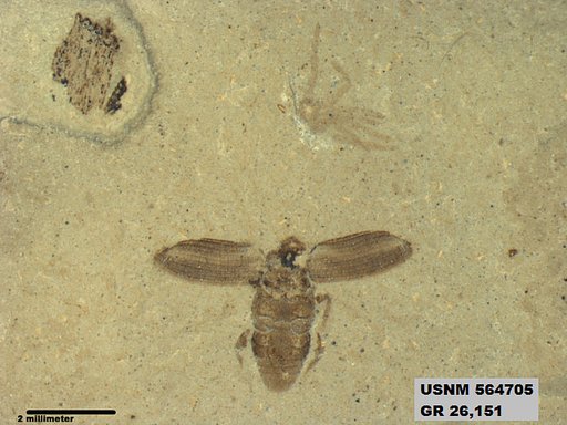 Genus sp