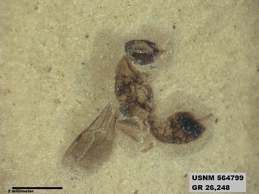 Insecta
