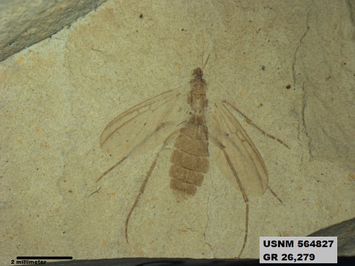 Genus sp