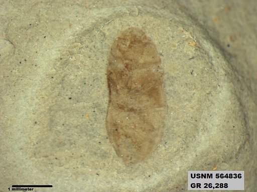Genus sp