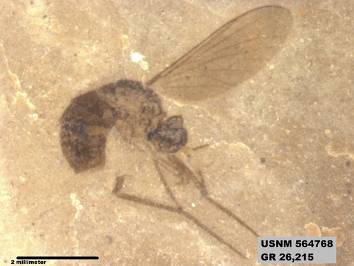 Insecta