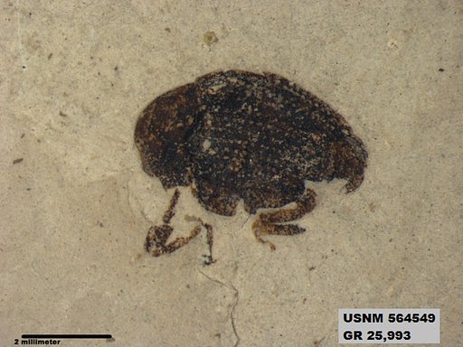 Insecta