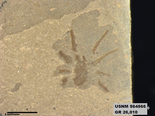Insecta