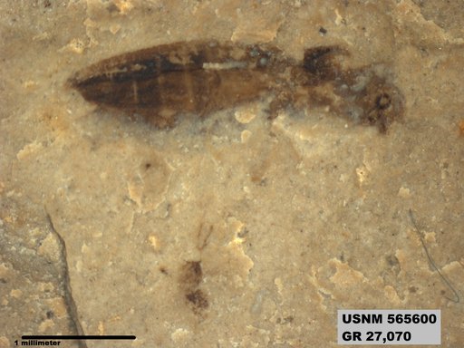 Insecta