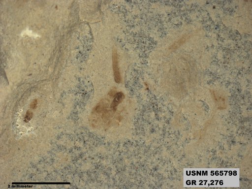 Genus sp