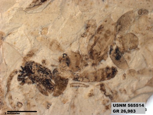 Insecta