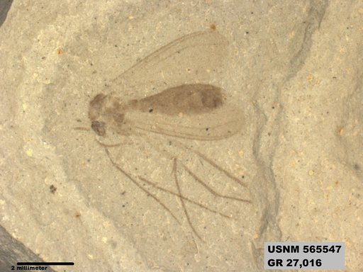 Genus sp