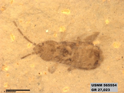 Genus sp