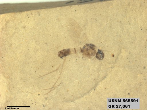 Genus sp