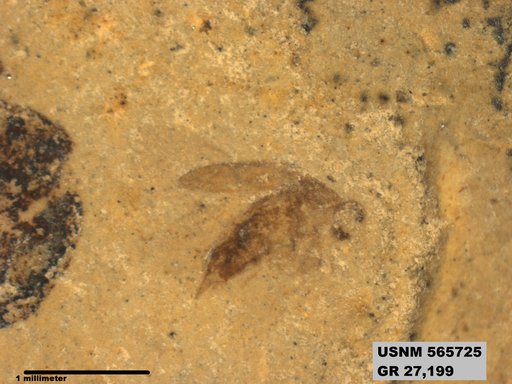 Insecta