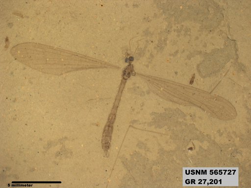 Genus sp