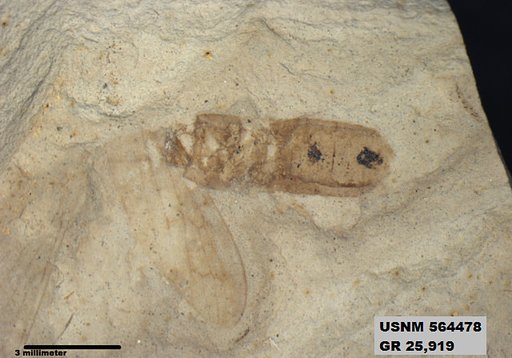 Genus sp