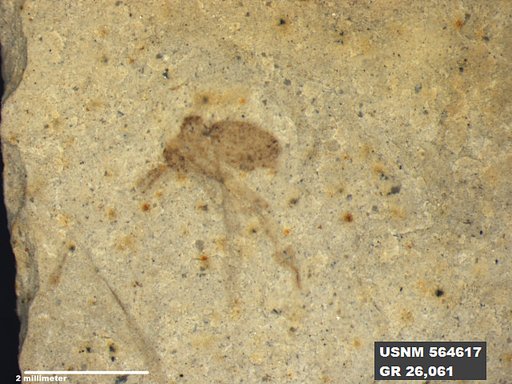 Genus sp