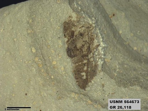 Genus sp