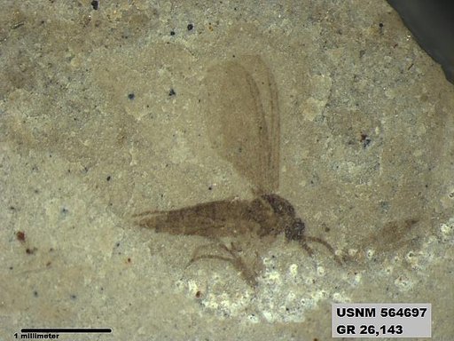 Genus sp