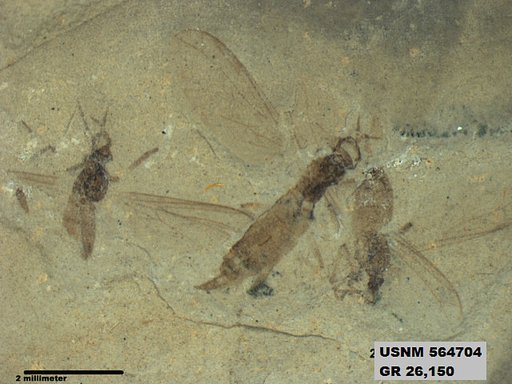 Genus sp
