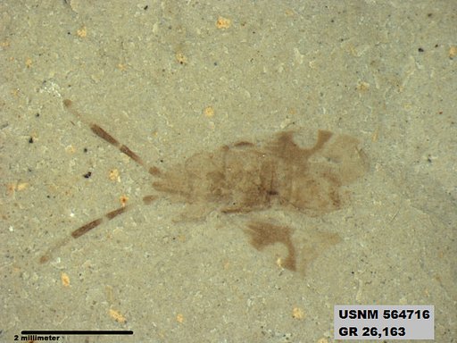 Genus sp