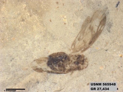 Genus sp
