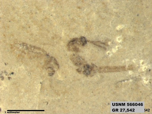 Genus sp