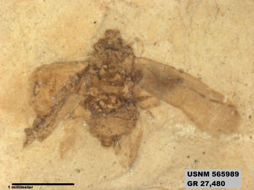 Genus sp