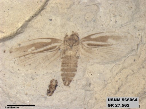Genus sp