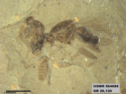 Eotetrix unicornis